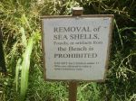 Only kids get shells