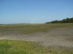 More marsh